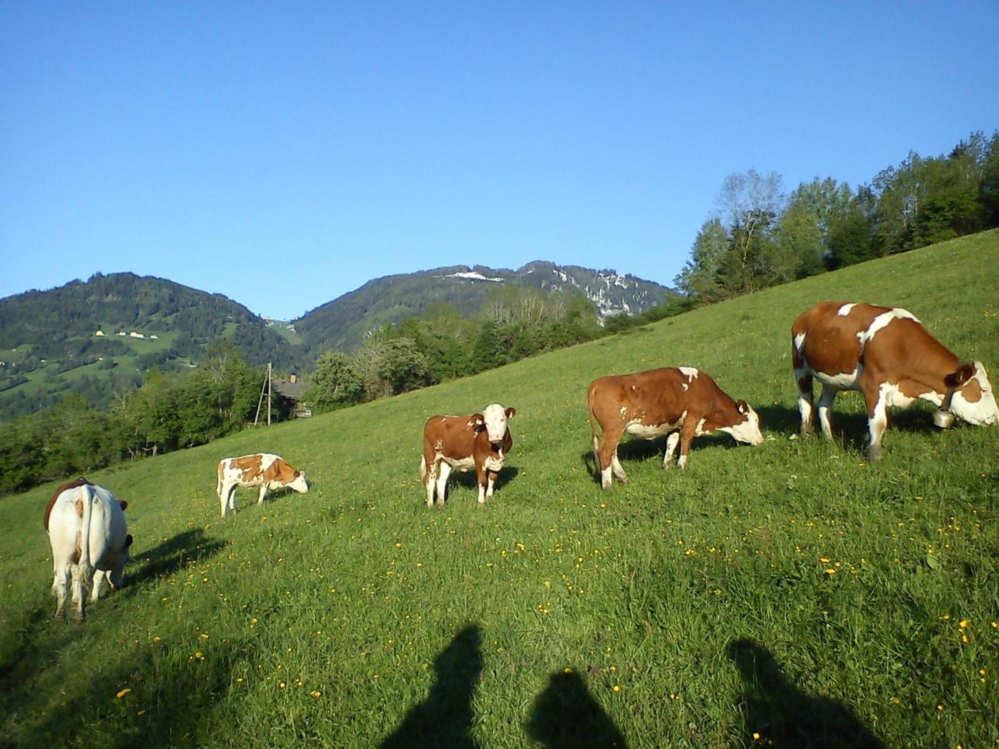 Appartamento Weidinghof Sankt Veit im Pongau Esterno foto
